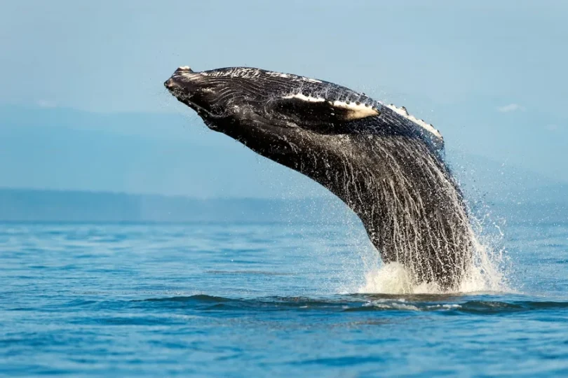 Whale Watching Adventures