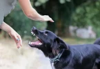 Dog in Summerville