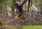 Tree Remova