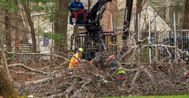 Tree Remova