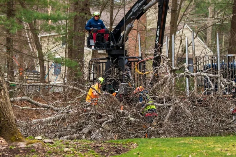 Tree Remova