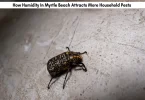 How Humidity In Myrtle Beach Attracts More Household Pests