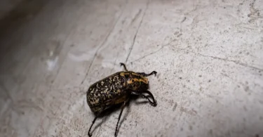How Humidity In Myrtle Beach Attracts More Household Pests