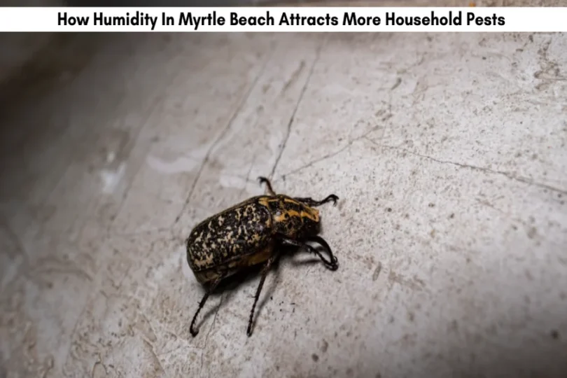 How Humidity In Myrtle Beach Attracts More Household Pests
