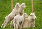 Pasture-Raised