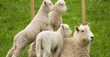 Pasture-Raised