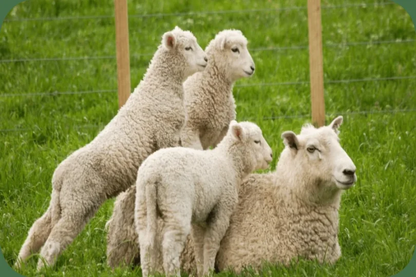 Pasture-Raised