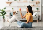 Dog Training