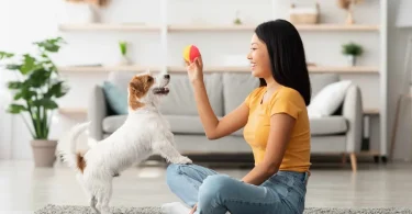 Dog Training