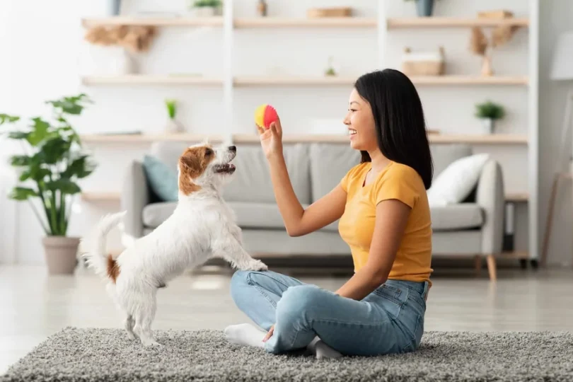 Dog Training